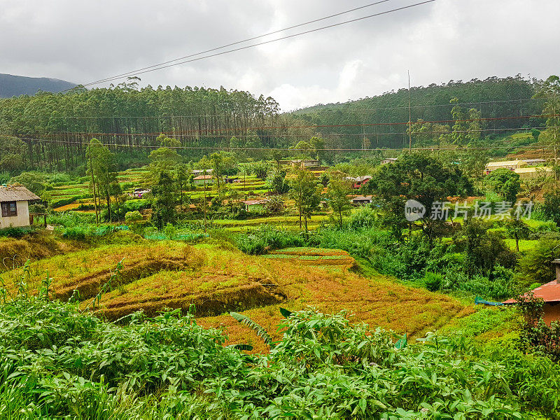 在斯里兰卡的火车旅行通过茶叶种植园Ella, Nuwara Eliya和Kandy